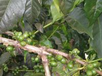 Kaffeepflanze im Farmhouse