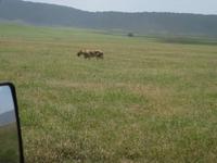 Löwe auf dem Weg zum Wasser im Krater