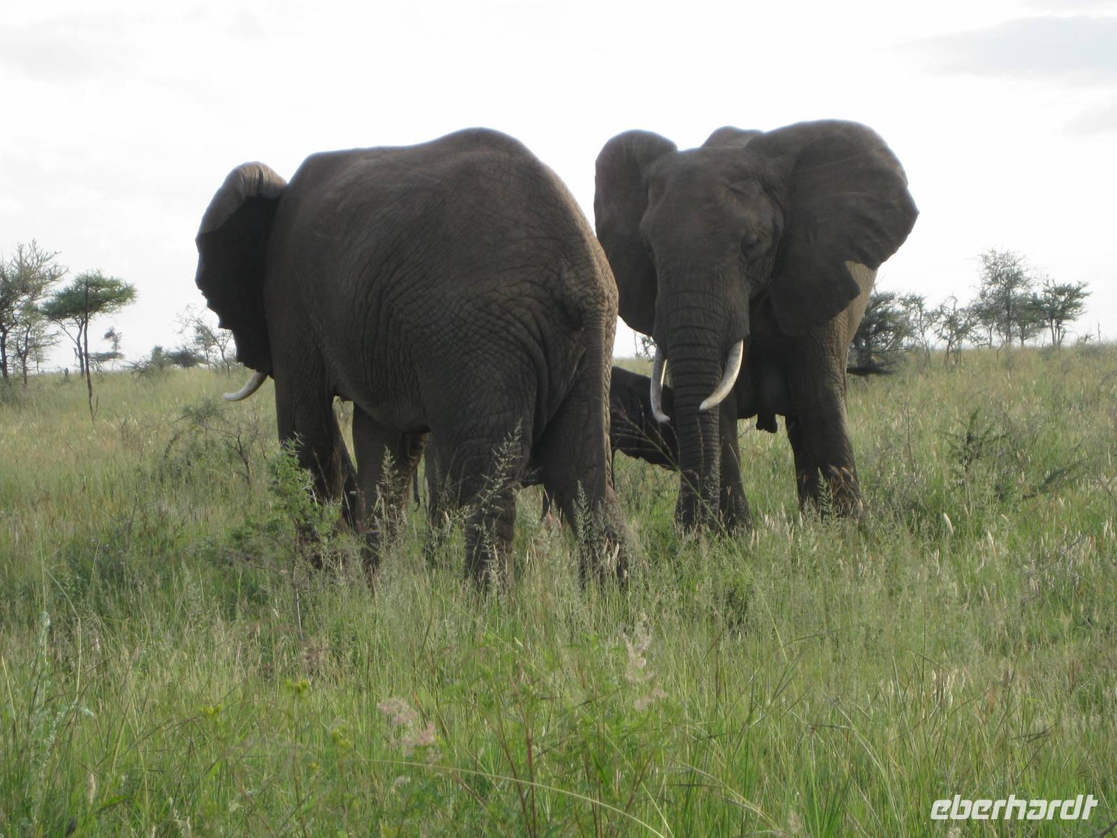 Ohne Teleobjektiv - Elefanten in der Serengeti