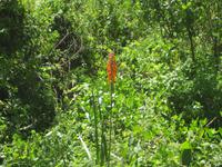 Pflanze am Olmoti Crater