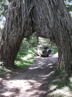 Riesenbaum im Arusha Nationalpark