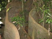 Riesige Baumwurzeln in Arusha