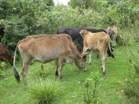 Rinder am Hang des Olmoti Craters