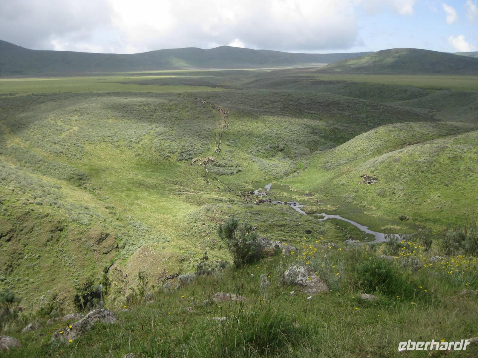 Rinderherden im Olmoti Crater