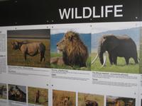 Tiere warten auf uns NNP