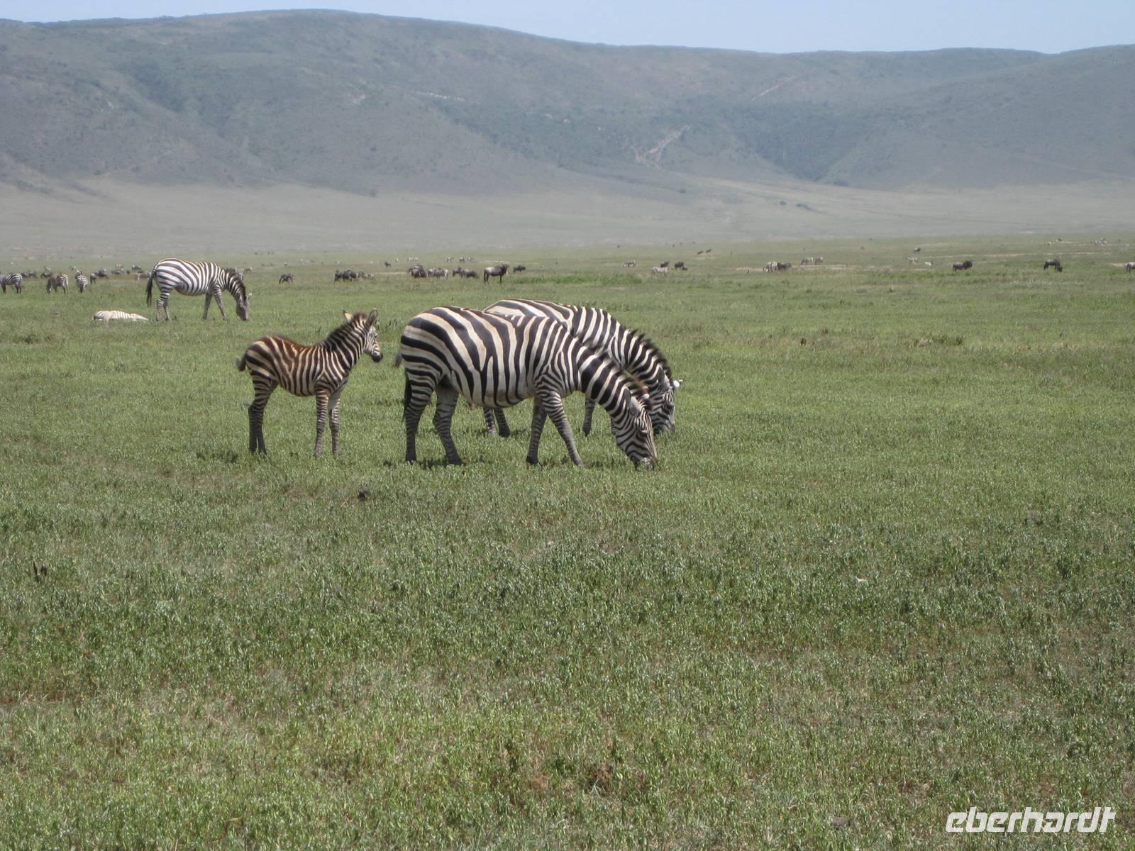 Zebras im Krater NNP