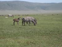 Zebras im Krater NNP