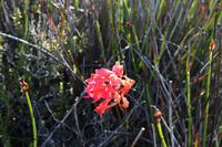 Wilde Orchidee auf dem Tafelberg