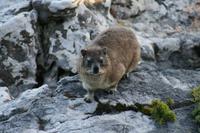 Bewohner vom Tafelberg