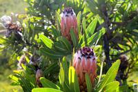 Protea am Robinson Pass