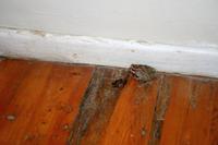 Mein nächtlicher Besucher - leider kein Prinz