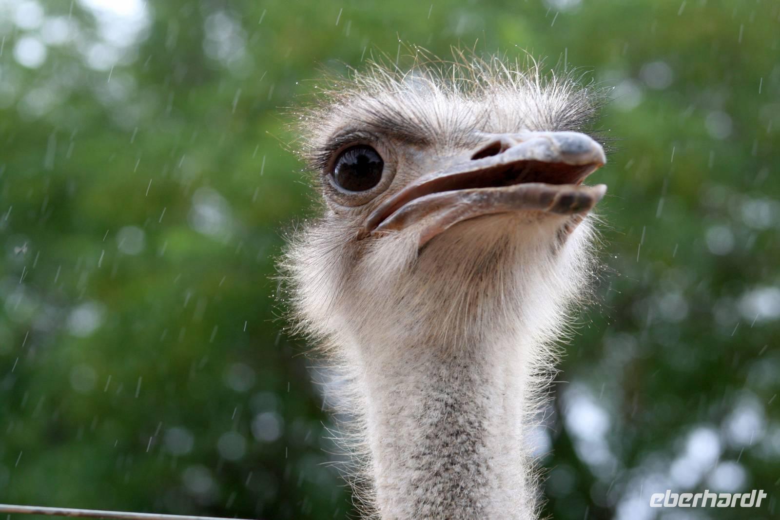 Oudtshoorn - Straußenfarm