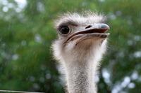 Oudtshoorn - Straußenfarm