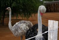 Oudtshoorn - Straußenfarm