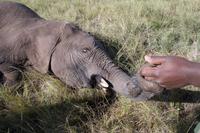 Knysna Elephant Park