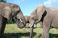 Knysna Elephant Park