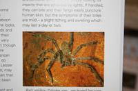 War es die Spinne in Oudtshoorn?