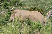 Hluhluwe Nationalpark