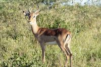 Hluhluwe Nationalpark