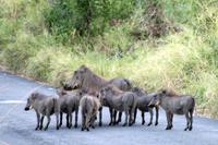 Hluhluwe Nationalpark