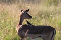 Hluhluwe Nationalpark