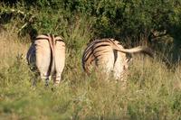 Hluhluwe Nationalpark