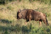 Hluhluwe Nationalpark