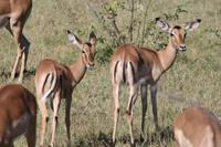 Krüger-Nationalpark - Impalas