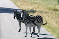 Krüger-Nationalpark - Zebrastreifen