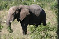 Krüger-Nationalpark - auf Pirsch