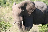 Krüger-Nationalpark - auf Pirsch