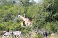 Krüger-Nationalpark - auf Pirsch
