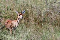 Krüger-Nationalpark - Steinbock