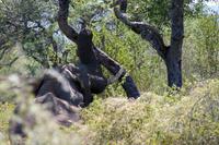 Elefant will Marulafrüchte