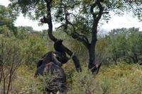 Elefant will Marulafrüchte