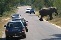 Krüger-Nationalpark - auf Pirsch