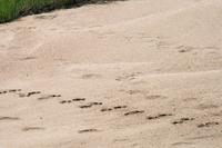 Krüger-Nationalpark - auf Spurensuche