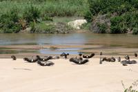 Krüger-Nationalpark - auf Pirsch