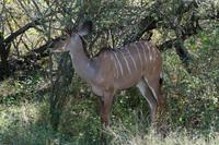 Krüger-Nationalpark - Kudu