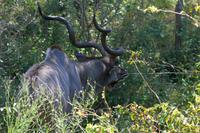 Krüger-Nationalpark - Kudubock