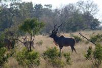 Krüger-Nationalpark - Kudu