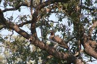 Krüger-Nationalpark - Kampfadler