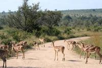 Krüger-Nationalpark - Impalas