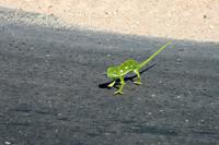 Krüger-Nationalpark - Cameleon