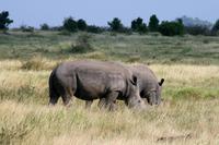Krüger-Nationalpark - Nashörner