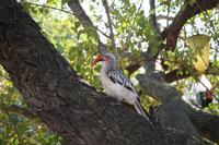 Krüger-Nationalpark -  Rotschnabeltoko
