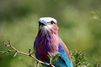 Krüger-Nationalpark - Gabelracke