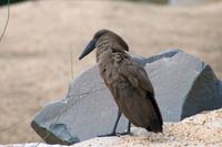Krüger-Nationalpark - Hammerkopf