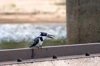 Krüger-Nationalpark - Graufischer