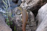 Krüger-Nationalpark - auf Pirsch